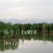 Ų